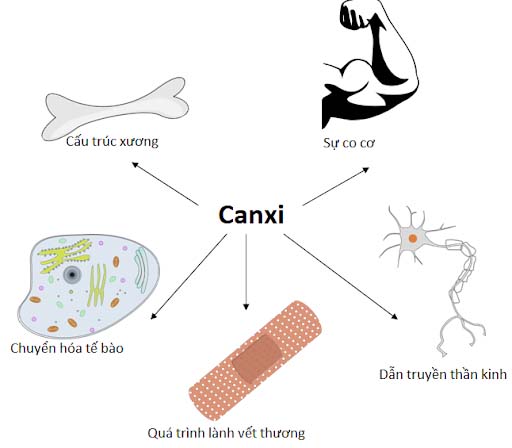 Vai trò của canxi đối với cơ thể người. Ảnh minh họa