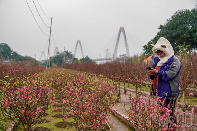 Các thương lái buôn đào đang liên hệ chủ vườn để mua lại vườn đào về buôn