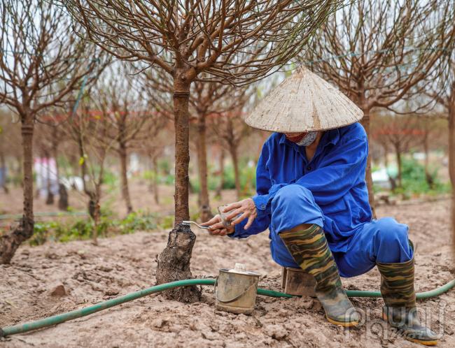 Nhiều người dân tỉ mỉ cạo, bôi thuốc vào những lớp nấm bám trên thân để đảm bảo tính thẩm mĩ cho cành đạo được đẹp mắt và không lây lan sang cây khác.