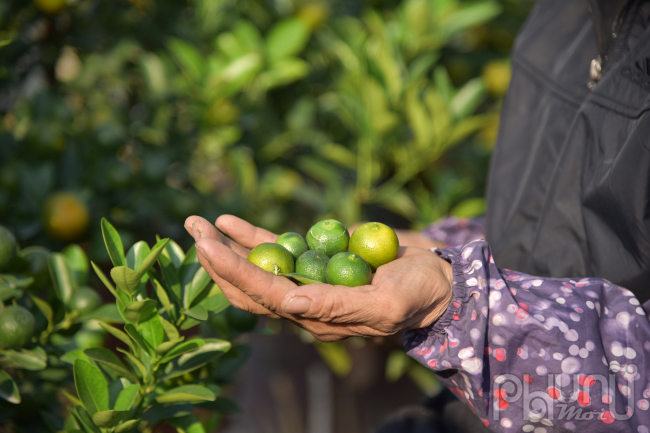 Quất vẫn trong giai đoạn chăm sóc cuối cùng, ngoài tưới phun sương nhà vườn còn phải tỉa bỏ những quả nhỏ, sâu, xấu để cho chuẩn dáng cây.