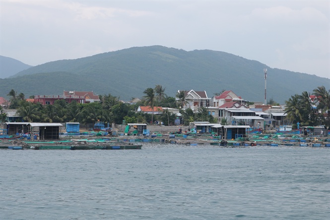 Các vùng nuôi tôm hùm vắng hẳn các thương lái thu mua đầu năm mới