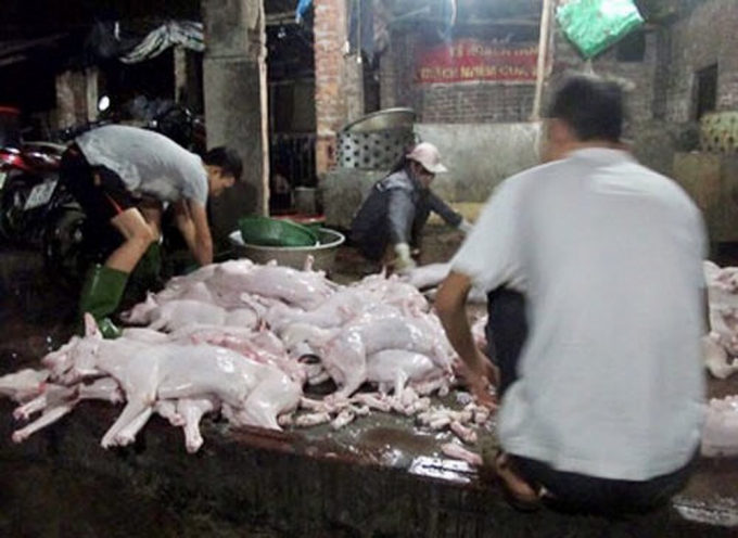 Những chú chó đang bị mổ thịt không rõ nguồn gốc và không được kiểm dịch. (Nguồn: baomoi.com)