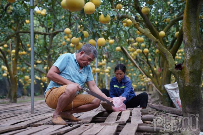 Theo ông Nguyễn Văn Thêm - thợ làm vườn ở đây cho biết, làm sàn là công đoạn chuẩn bị quan trọng nhất vừa đảm bảo chất lượng quả bưởi hái ra được khô ráo, để lâu không bị hỏng mà quả bưởi Diễn vẫn giữ được mùi thơm đặc trưng.