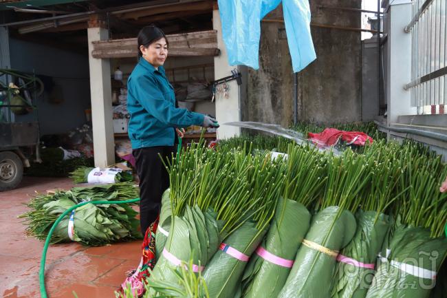 Lá dong sau khi thu hoạch sẽ được sắp xếp thành từng bó, rửa nước sạch rồi vận chuyển đến cơ sở thu mua.