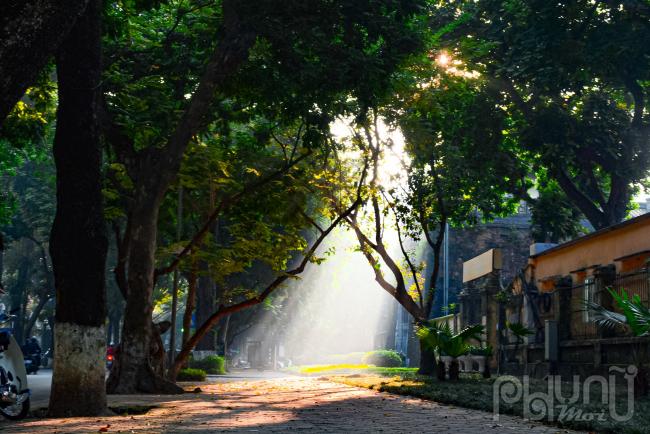 Những tia nắng lấp lánh chiếu rọi qua hàng cây, kẽ lá trong làn sương sớm tại nên những luồng sáng lung linh.