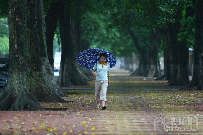 Con đường lá vàng rơi mang cảm giác thanh bình. Ảnh: Lê Bích 