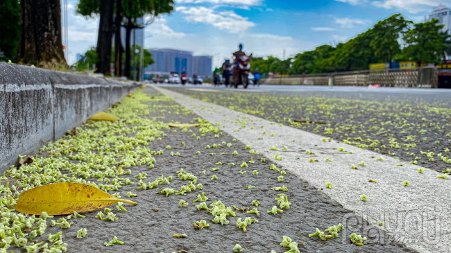 Loài hoa này có mùi thơm khá mạnh, khi trồng quá dày, tiếp xúc hương hoa mật độ cao sẽ trở nên nồng nặc, khiến người hít phải cảm thấy choáng váng, mệt mỏi, khó thở.