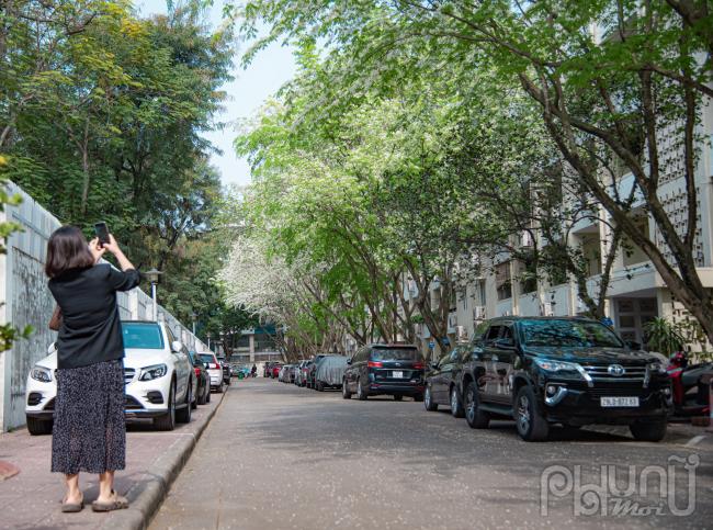 Loài hoa này thu hút mọi ánh nhìn, còn được gọi bằng cái tên vô cùng hoa mỹ: Tuyết nhiệt đới.