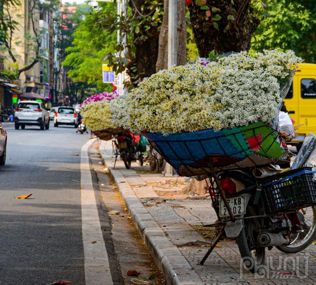 Cúc họa mi thường nở vào cuối tháng 10, đầu tháng 11 hàng năm. Đây cũng là dấu hiệu báo mùa đông đã về, khi những bông hoa trắng, nhụy vàng được chở qua các con phố.