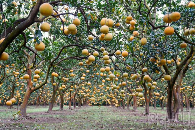 Những cây bưởi Diễn sai trĩu quả, da bưởi vàng óng, tỏa mùi thơm thoang thoảng. 