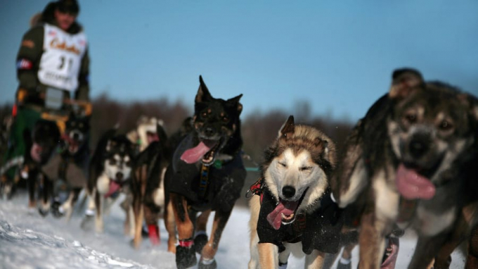 Là cuộc đua lâu đời nổi tiếng khắc nghiệt với hành trình hơn 1.000 miles qua Alaska dưới điều kiện tuyết rơi, gió mạnh và nhiệt độ vào khoảng -50°C. Chuyến đi kéo dài tối thiểu là 8 ngày.