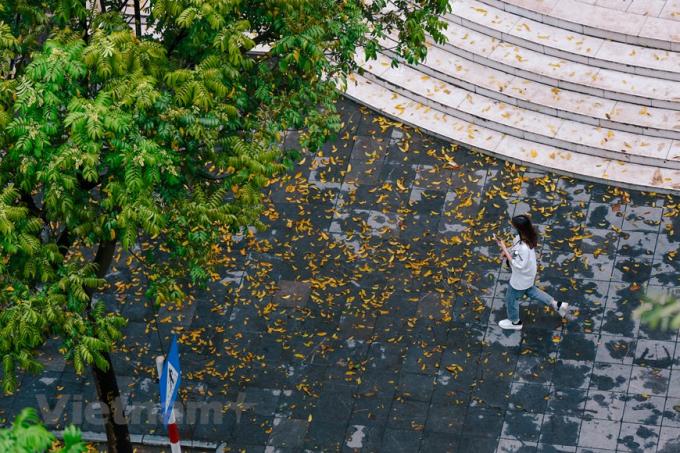 Góc phố nhỏ chợt bừng sáng trong một sớm đầu hè. Ngay cả khi đã rụng xuống, lá sấu vẫn làm đẹp cho những con phố bởi sắc vàng đặc trưng. (Ảnh: Minh Sơn/Vietnam+)