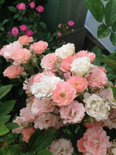 Hoa hồng đẹp Polyantha khi nở rộ bung hết cánh. Trang trí hoa cưới, hoa tiệc rất thích hợp