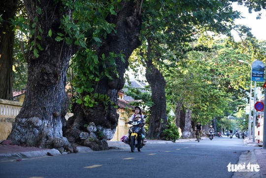 Cây bàng đi qua thăng trầm cùng người dân Côn Đảo 