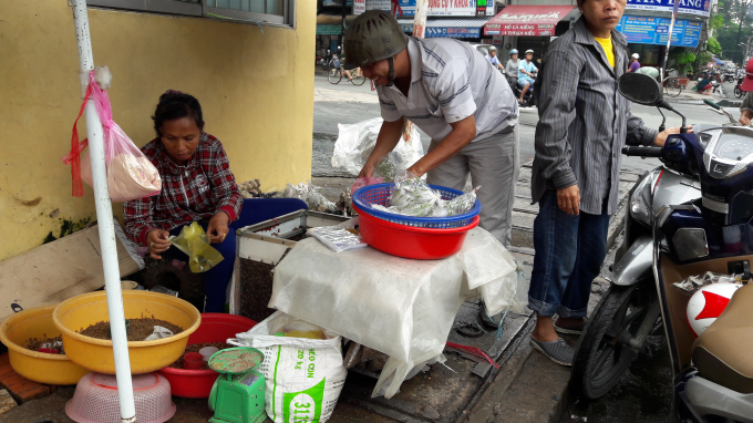 Hôn mê, tử vong vì ăn côn trùng