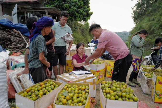 Dân trồng hồng Vành khuyên được mùa