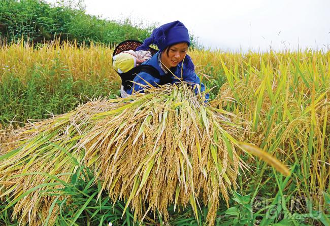 Nơi ấy, Y Tý