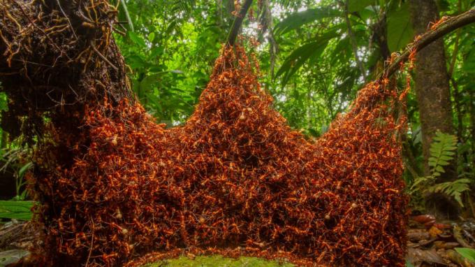 Giải thưởng cho ảnh chụp động vật không xương sống: Nhiếp ảnh gia Daniel Kronauer bắt được khoảnh khắc một đàn kiến đang hành quân đầy kỷ luật trong một khu rừng nhiệt đới ở phía đông bắc Costa Rica.