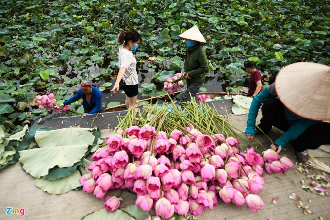           Khách đến mỗi lúc một đông, chủ yếu là người mua buôn hoặc lấy về để ướp trà sen. Mỗi đơn hàng ít cũng 100-200 bông.          