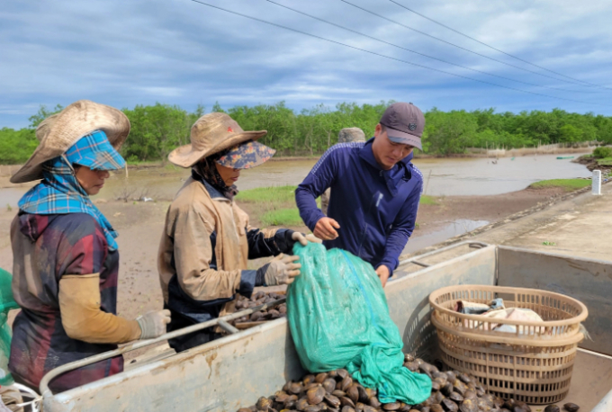   Ngao sau khi rửa sạch sẽ được thương lái thu mua tận bờ. Bao ngao nặng trĩu - “chiến lợi phẩm” sau cả ngày dài khó nhọc của những người phụ nữ làng biển.  