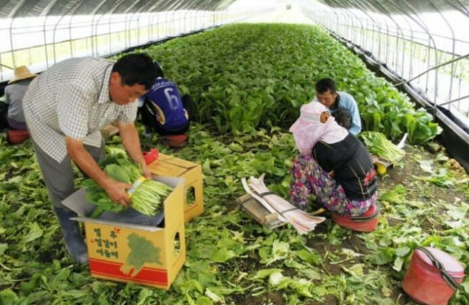 Người Việt sang Hàn Quốc làm những công việc thế này tại các vùng nông thôn.