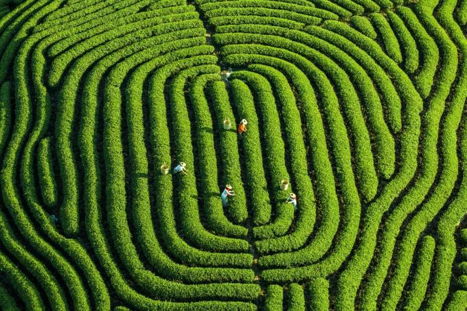 Tác phẩm Fingerprints of the Earth (Vân tay của trái đất) được trồng và tạo lối đi khi chụp trên cao lọt vào top ảnh chung kết của chủ đề Con người.