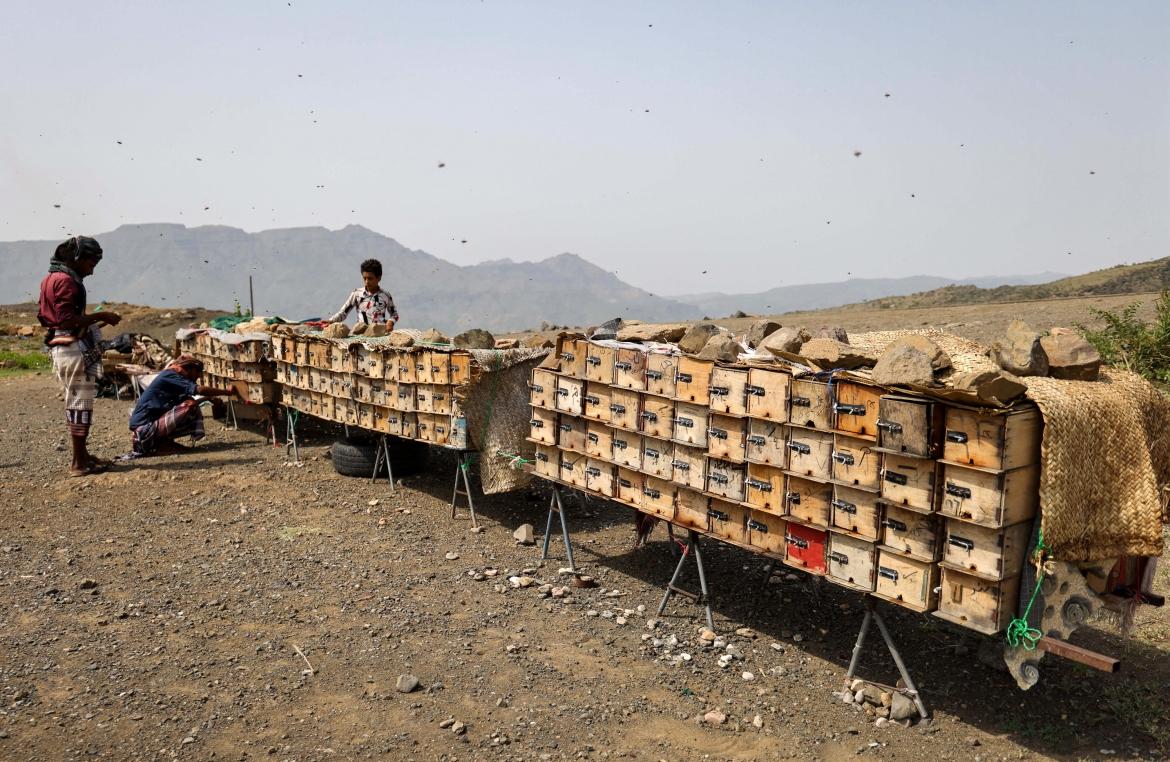 Chiến tranh và biến đổi khí hậu đã làm cho loại mật ong 'tốt nhất thế giới' của Yemen dần biến mất - Ảnh 7.