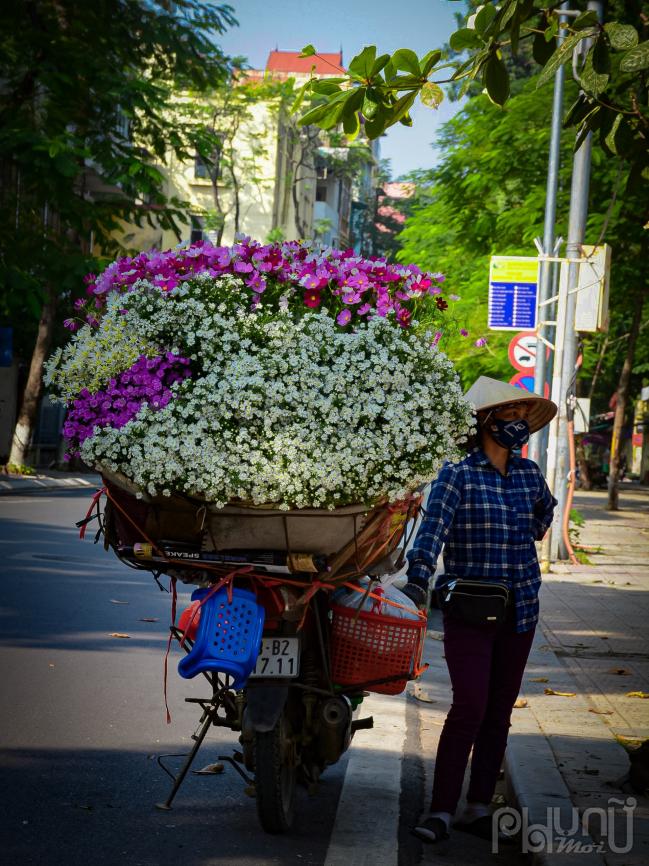 Lang thang trên phố, bạn sẽ luôn bắt gặp những chiếc xe bán các loại hoa theo mùa. Tầm cuối tháng 10 đầu tháng 11 cũng là mùa cúc họa mi, những bông hoa li ti bồng bềnh như những chùm mây bay về các ngõ phố.