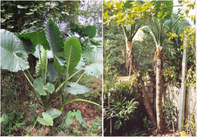  Cây Ráy dại Alocasia odora K. Koch