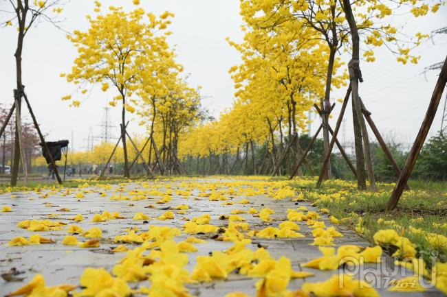 Cây hoa phong linh còn có tên gọi khác là cây chuông vàng núi, vào mùa khô cây sẽ rụng hết lá và bắt đầu đâm chồi nở hoa màu vàng rực rỡ rất đẹp mắt.