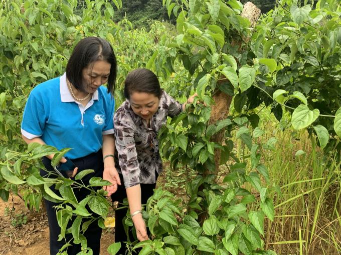 PCT TW Hội LHPN VN, TS Bùi Thị Hòa thăm mô hình sachi tại xã Chiềng Khừa