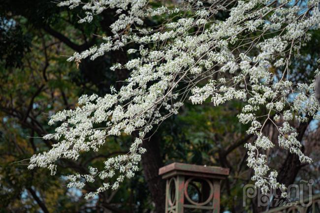 Nhìn từ xa, hoa sưa rất dễ nhận ra vì những cành hoa trắng muốt, nổi bật giữa chồi non xanh nhỏ li ti