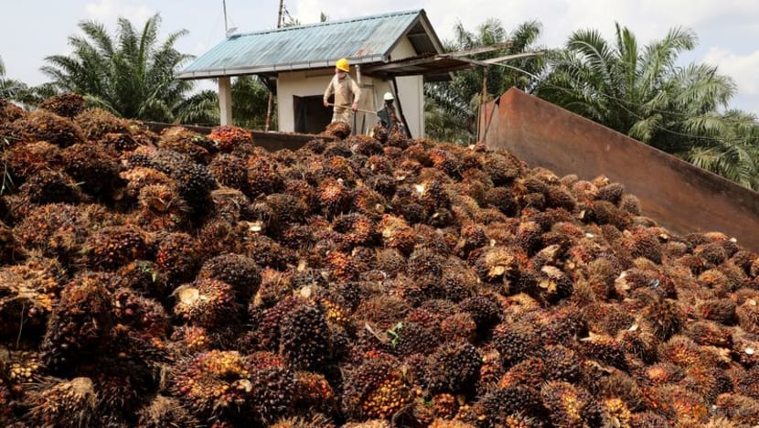 Tập đoàn dầu cọ Malaysia cảnh báo thiệt hại trước tình trạng khủng hoảng lao động - Ảnh 1.