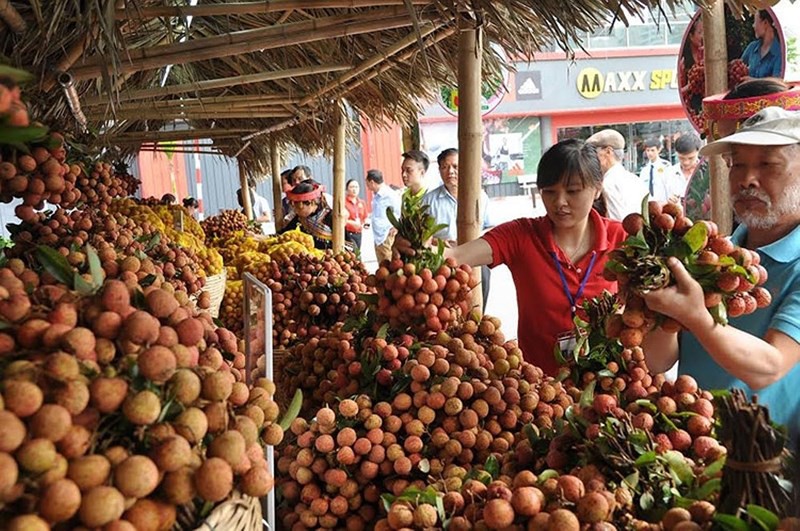  Trung Quốc trồng diện tích lớn vải thiều nhưng năng suất thấp, chất lượng không bằng vải thiều Việt Nam.