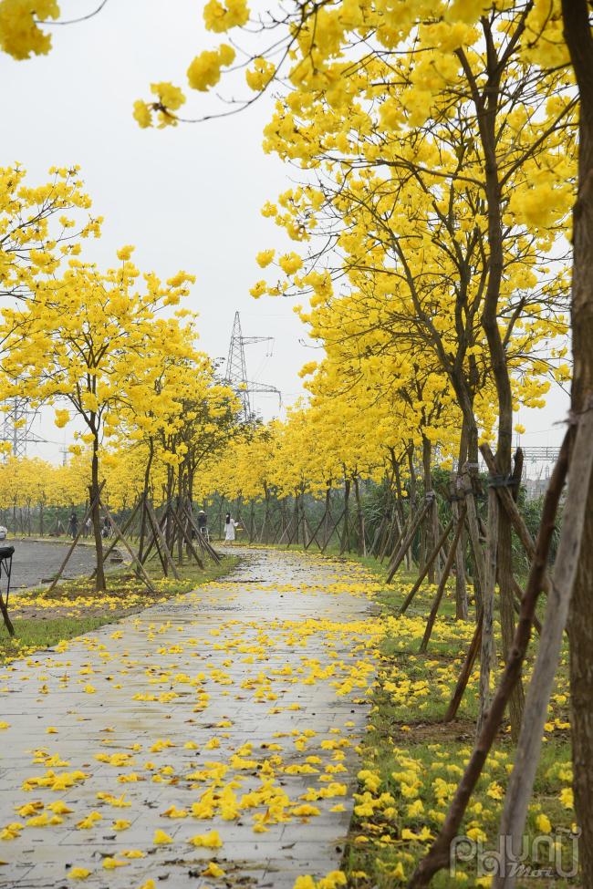 Cây hoa phong linh hiện đang là một trong những loại cây được ưa chuộng tại nhiều khuôn viên vì cho hoa đẹp và bắt mắt.