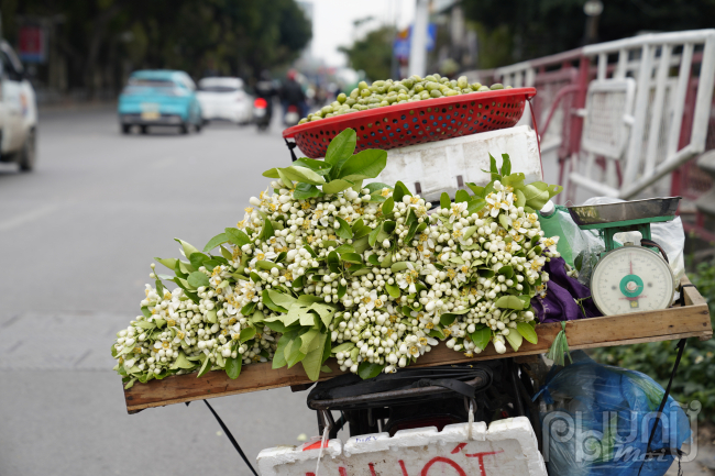  Lâu nay, hoa bưởi mộc mạc nhưng tinh khiết nơi thôn quê. Hoa đại diện cho sự thật thà, ngay thẳng trở thành thứ “đặc sản” không thể thiếu mỗi độ tháng 3 về.