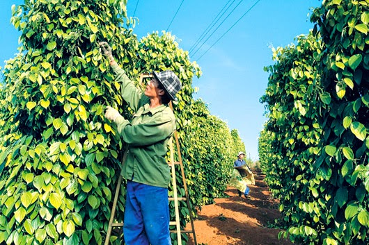 Giá tiêu trong nước đi ngang, thế giới tăng nhẹ