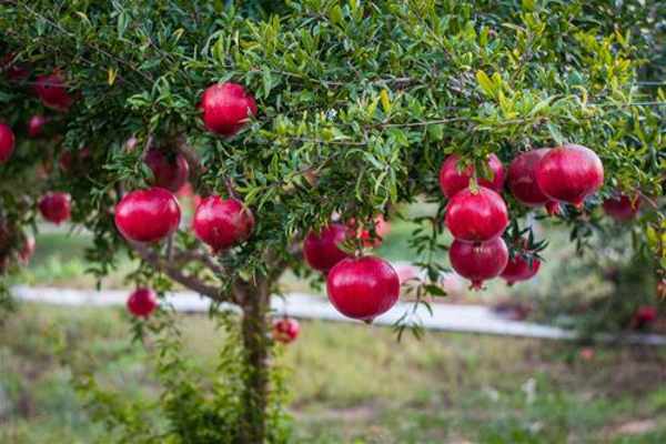 Muốn nhà có tài lộc, phúc khí nên trồng 3 loại cây cảnh này?