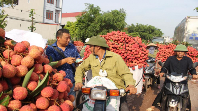 Gần 200 thương nhân Trung Quốc chuẩn bị sang Việt Nam mua vải thiều