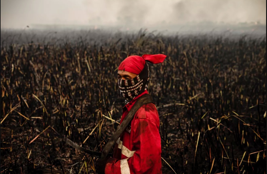   Các vụ cháy rừng đã khiến sáu tỉnh của Indonesia tuyên bố tình trạng khẩn cấp. Ảnh: Getty Images.  