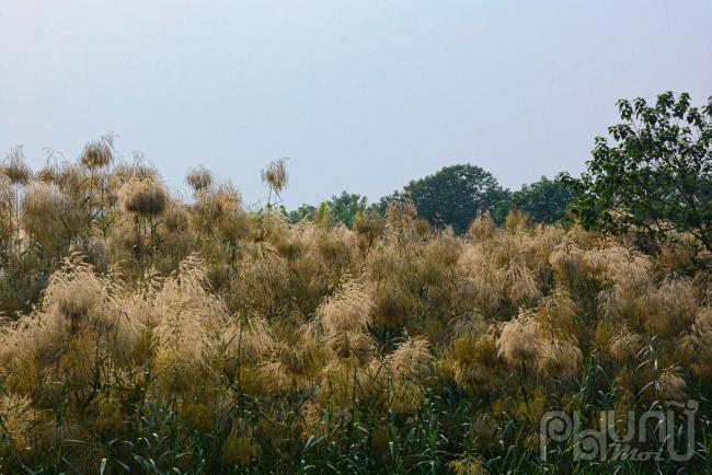 Những bông lau mộc mạc, nguyên sơ mà mong manh trước gió khi bừng nở.