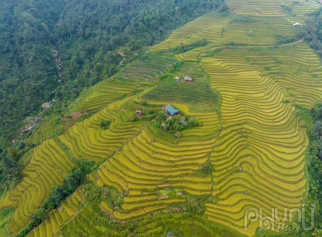 Ngắm mùa vàng ở Xà Phìn (Vị Xuyên, Hà Giang)