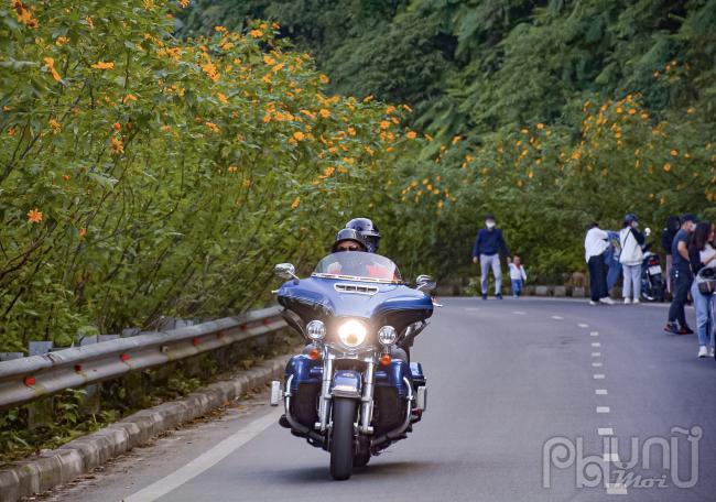 Hằng năm đến mùa hoa dã quỳ tại Hà Nội nhiều người nhắc đến vườn Quốc Gia Ba Vì, nơi đây được mệnh danh là thủ phủ của loài hoa dã quỳ. 