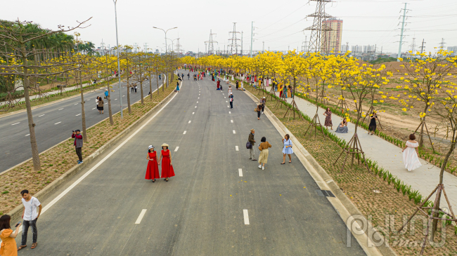 Nô nức chụp ảnh cùng hoa phong linh