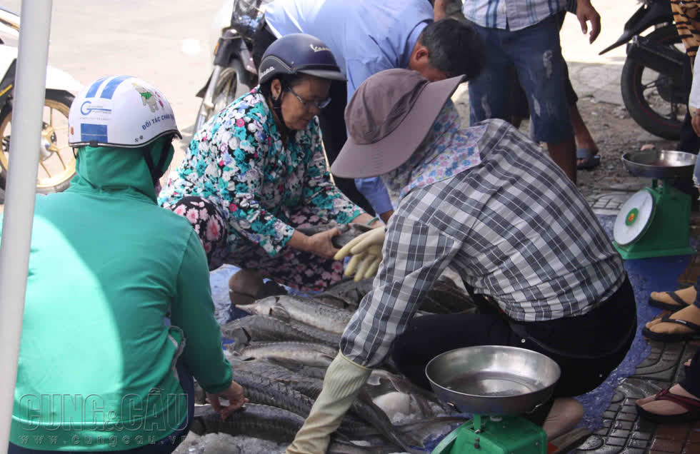 Cá tầm vùng lũ bán tại TP.HCM được tiêu thụ hết trong hôm nay