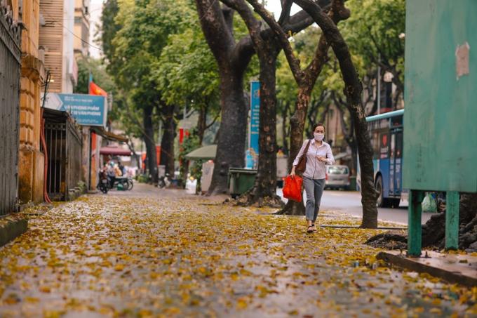 Cuối tháng 4, đầu tháng 5, Thủ đô vốn đã rất lãng mạn dưới mùa lá sấu rụng càng thêm phần tình thơ. (Ảnh: Minh Sơn/Vietnam+)