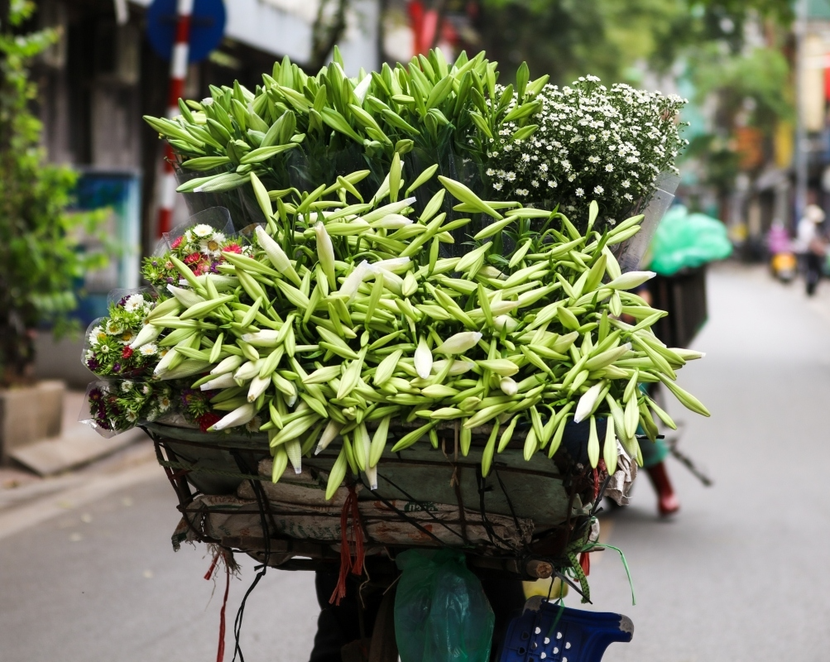 Hoa Loa kèn dịu dàng nỗi nhớ tháng Tư - Ảnh 1.