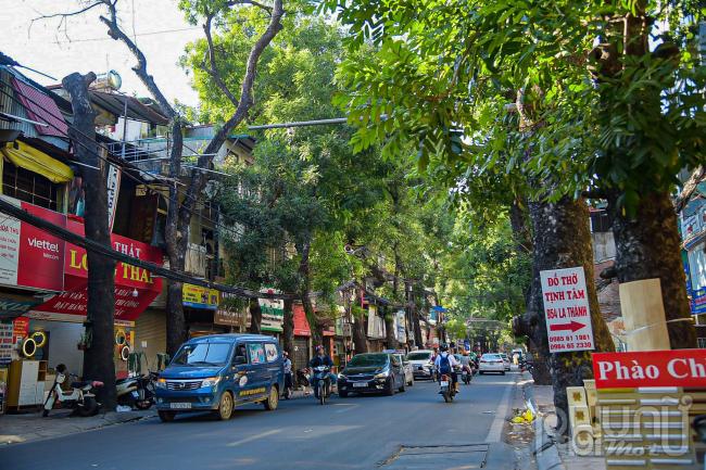 Tại đường Đê La Thành thuộc địa phận phường Láng Thượng, quận Đống Đa và phường Thành Công, quận Ba Đình và nhiều tuyến phố khác trên địa bàn Hà Nội có rất nhiều cây xanh lâu đời đang chết khô và một số có dấu hiệu sắp chết, tiềm ẩn nguy cơ đổ gãy.