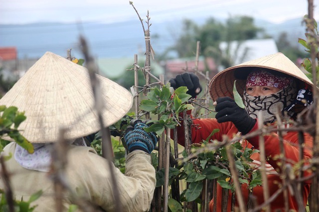 Lao động thời vụ lặt lá đa phần là nữ.