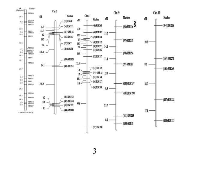 Hình 1: Bản đồ trên ba nhiễm sắc thể 1, 3 và 9 trên quần thể OM10252/Pokkali//OM10252